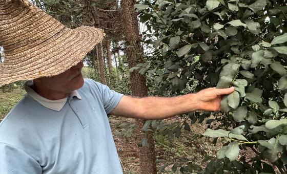 Cultivo de erva-mate no Brasil é eleito Patrimônio Agrícola Mundial